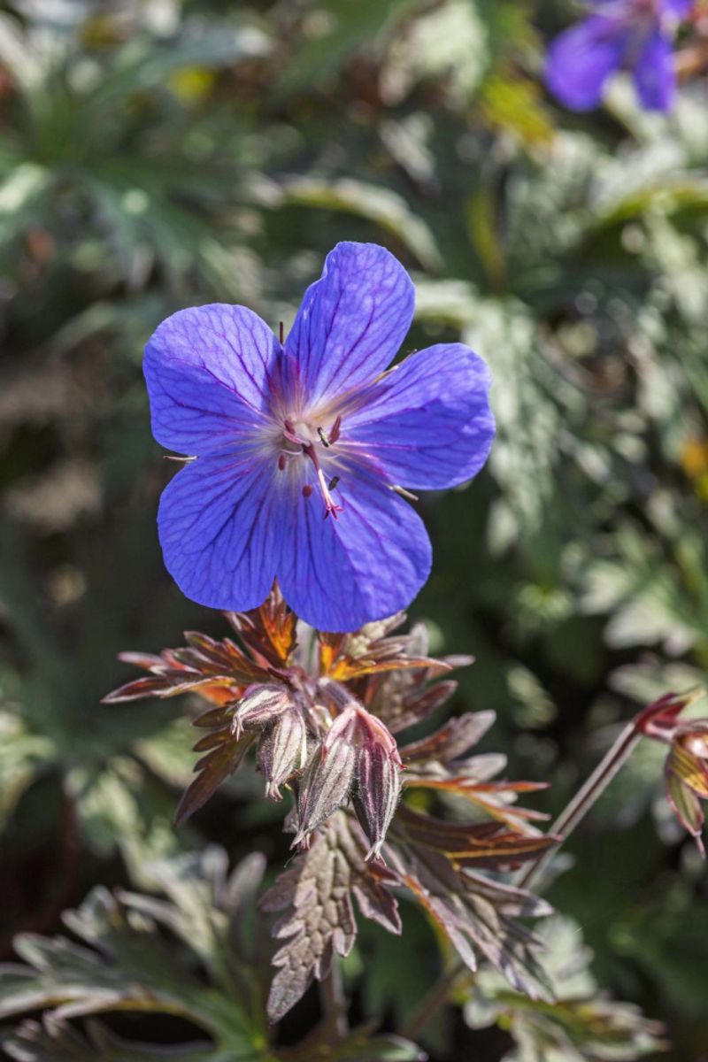 Geranium Himalayense Kaya 