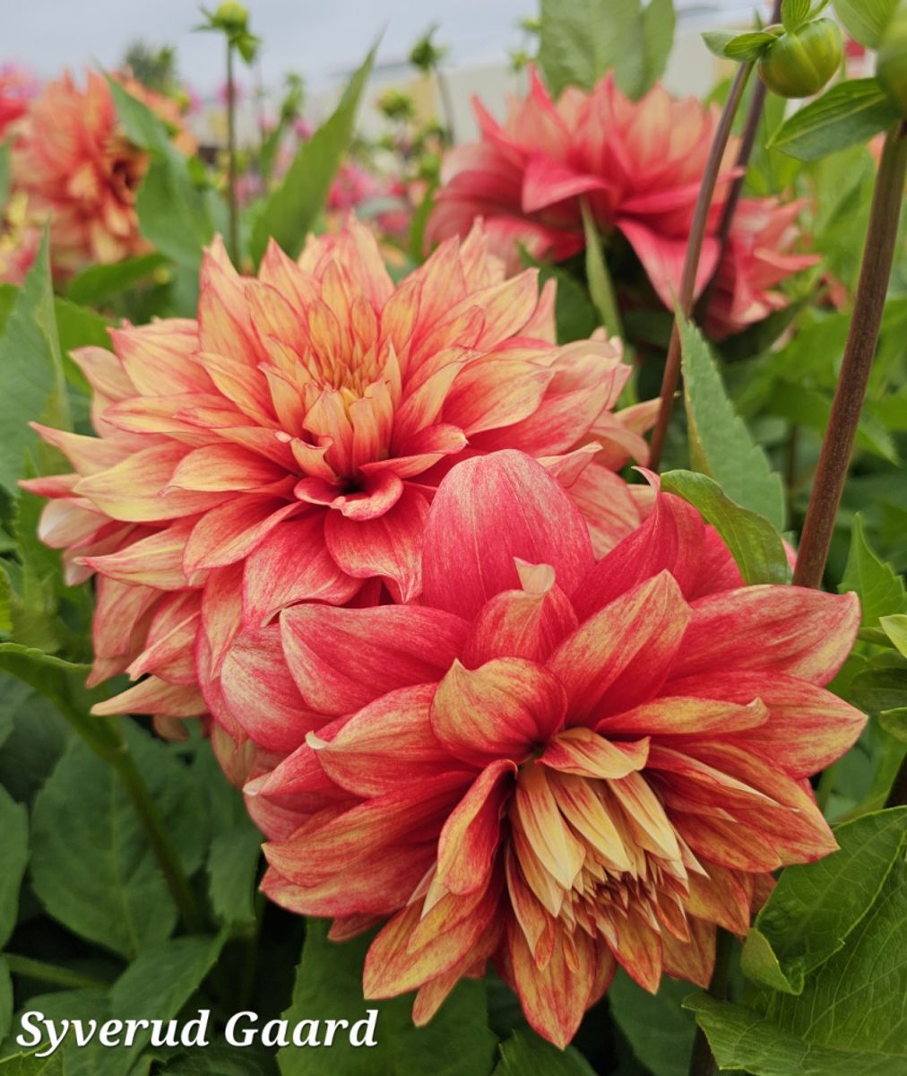 Dahlia Dazzling Magic 