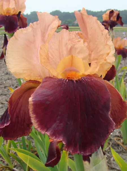 Hovedbilde Iris Germanica Cimarron Strip 