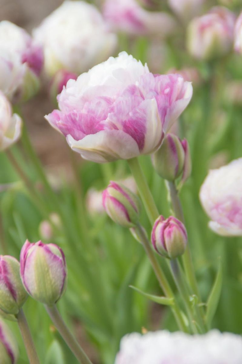 Tulipan Double Surprise 5 stykk 