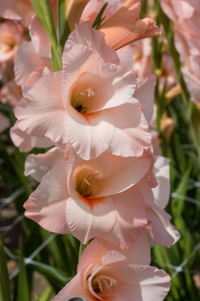 Hovedbilde Gladiolus Rigoletto 10 stykk Nyhet