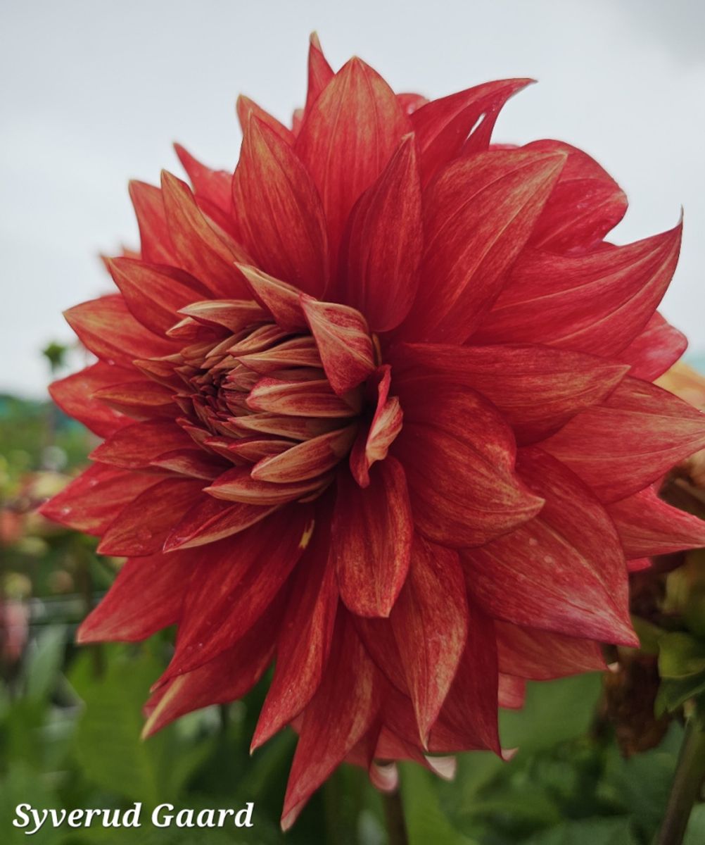 Dahlia Dazzling Magic 