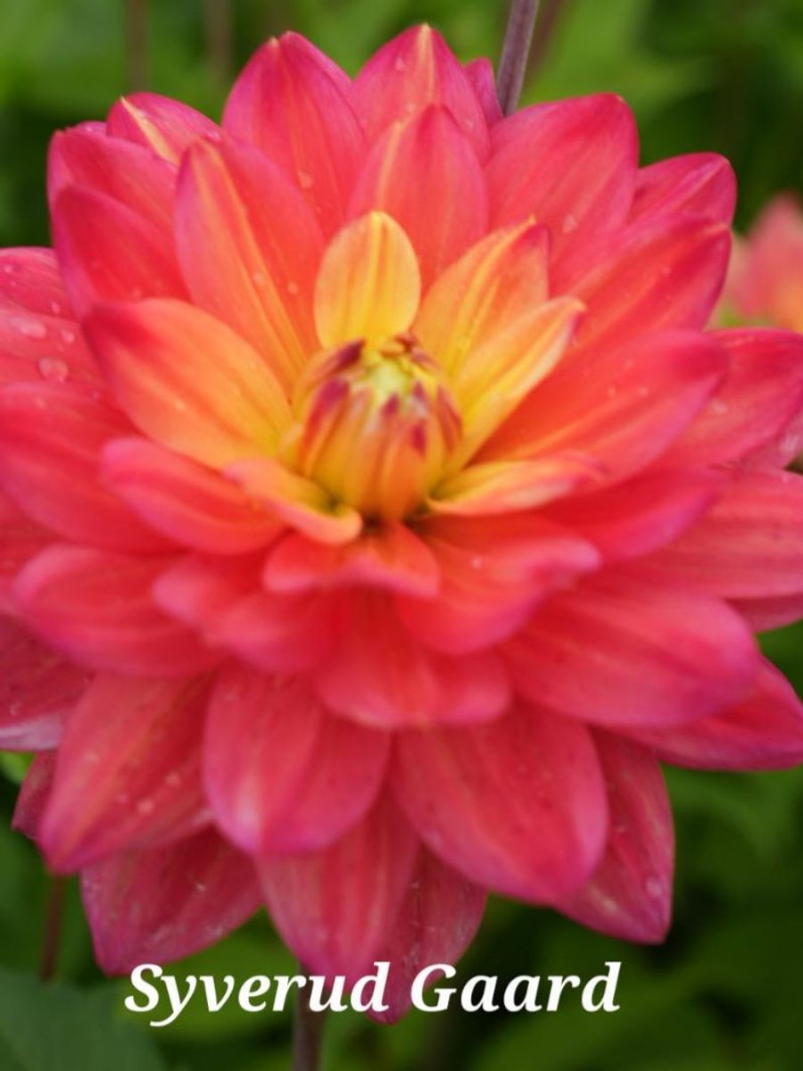 Dahlia Red Silence Nyhet 2026