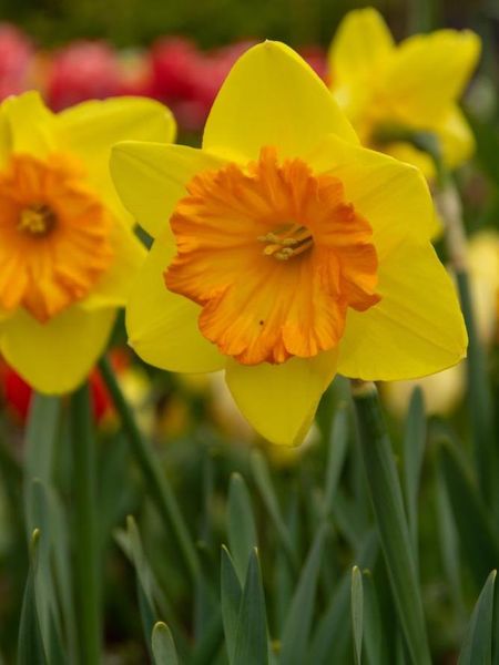 Hovedbilde Narcissus Pride of Lions 5 stykk Nyhet