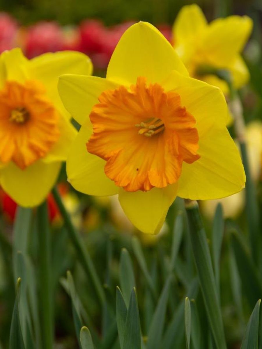 Narcissus Pride of Lions 5 stykk Nyhet