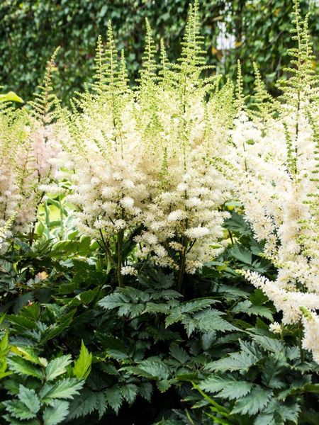 Hovedbilde Astilbe vision in white delight  1 stykk Nyhet