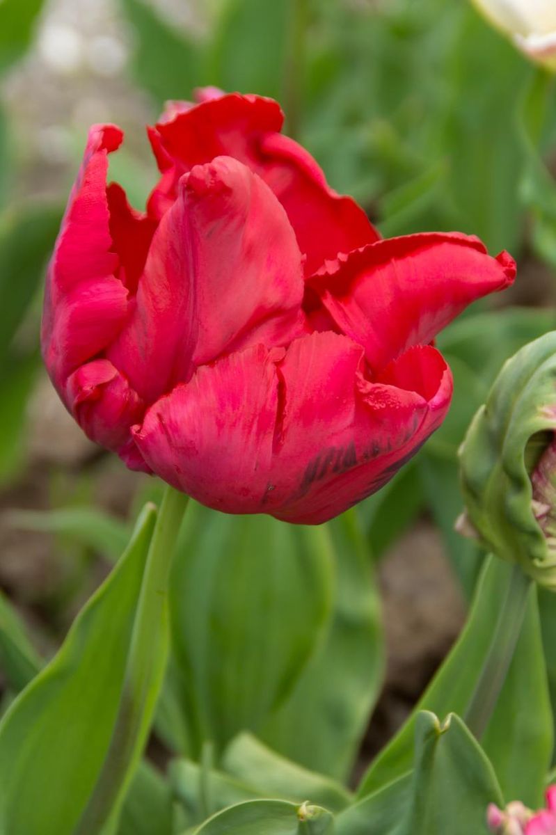 Tulipan Red Madonna 5 stykk 