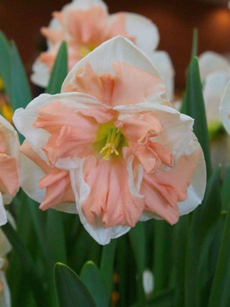 Hovedbilde Narcissus Apricot Whirl 5stk Nyhet 2026