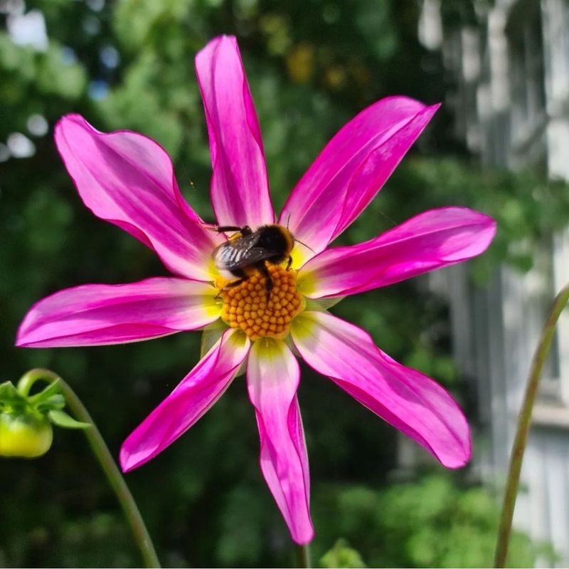 Dahlia Honka Pink 