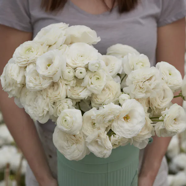 Hovedbilde Ranunculus Amandine White 10stykk 
