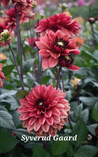 Hovedbilde Dahlia Glossy Maracana  Nyhet 2026