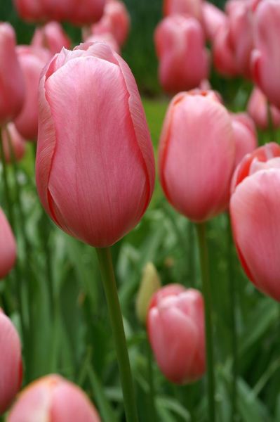 Hovedbilde Tulipan Menton 5 stykk 