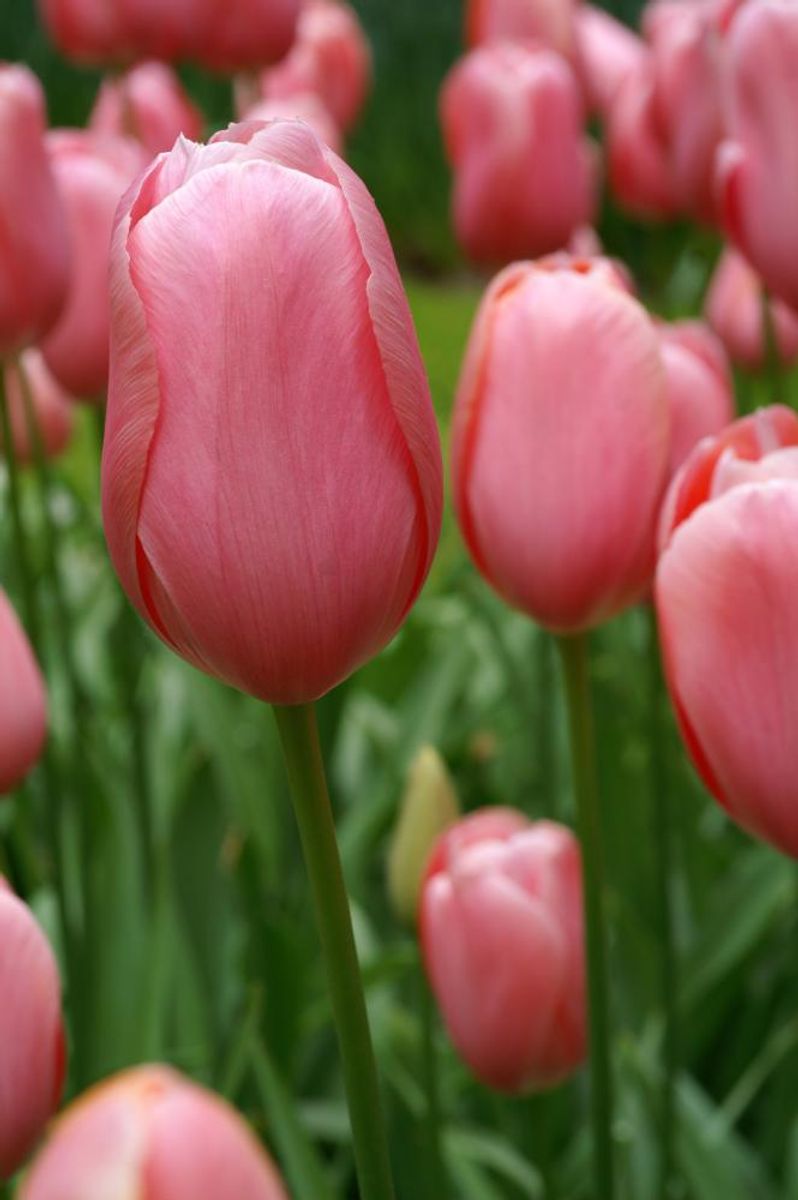 Tulipan Menton 5 stykk 