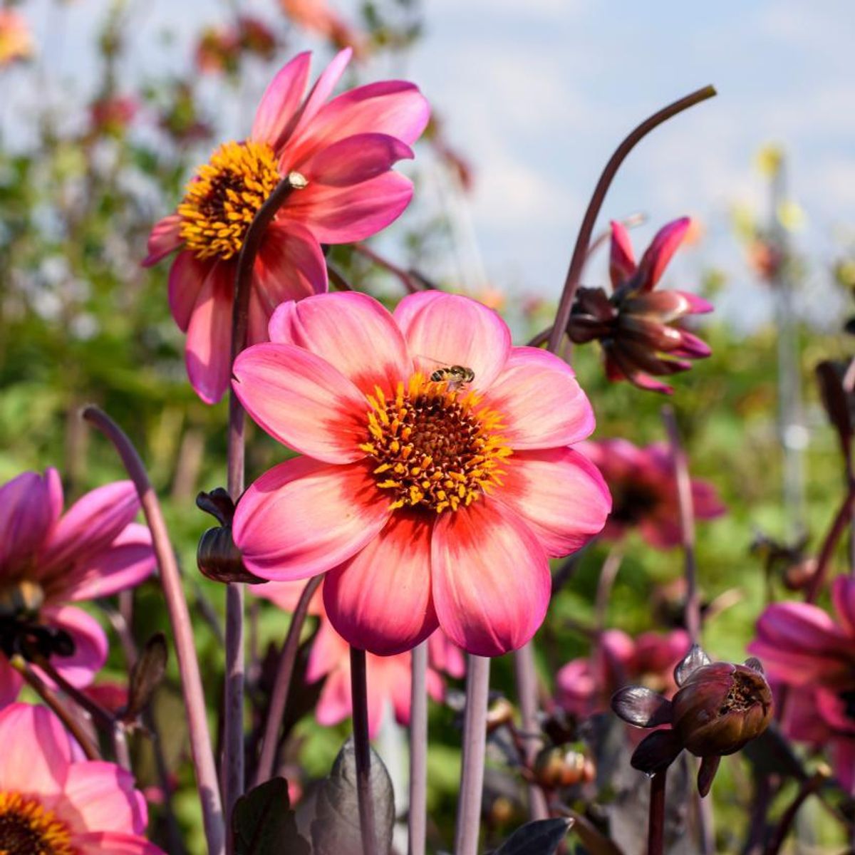Dahlia Dahlegria Tricolore 