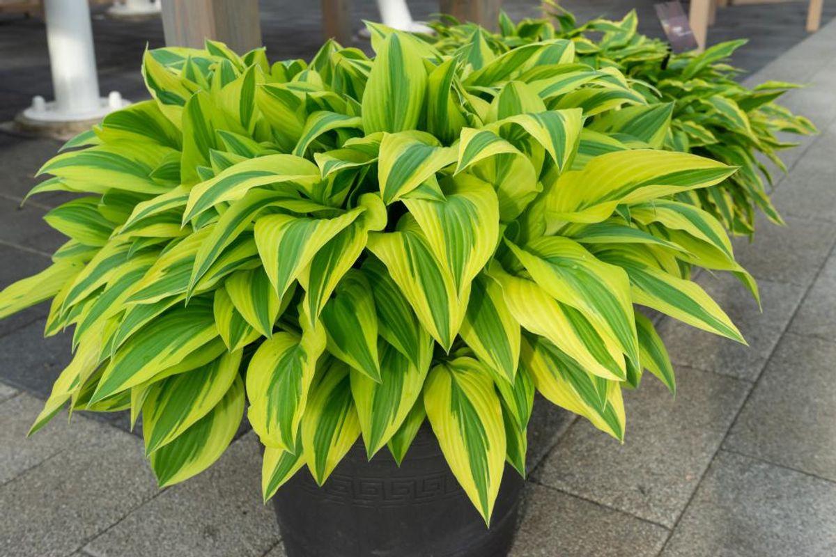 Hosta Lakeside Dragonfly  1 stykk 