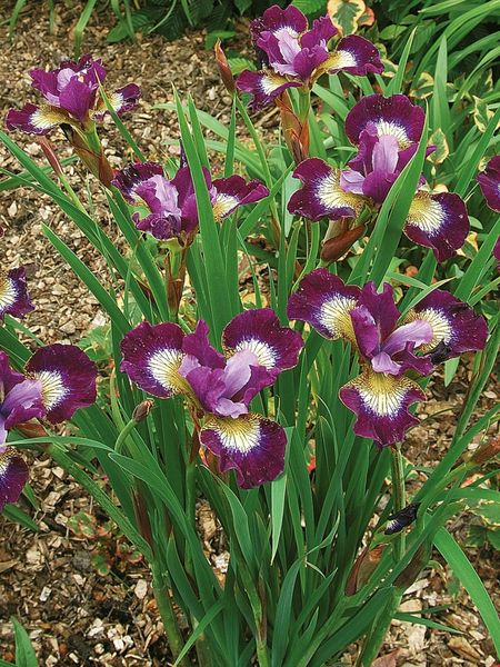 Hovedbilde Iris Sibirica Contrast in Styles 1stykk