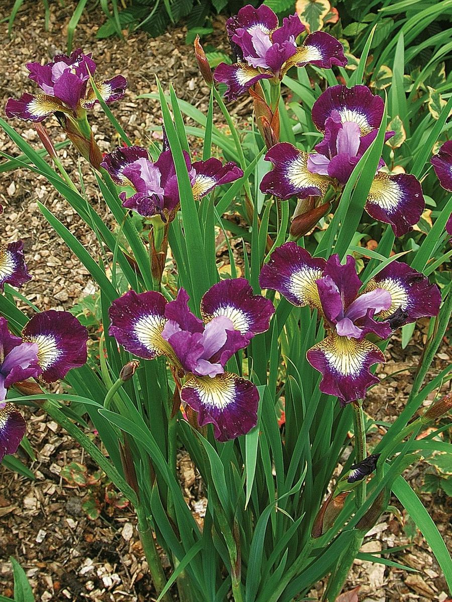 Iris Sibirica Contrast in Styles 1stykk