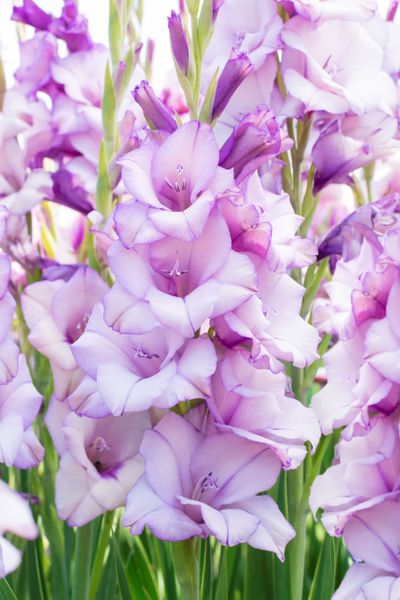 Hovedbilde Gladiolus Blue Tropic 10 stykk Nyhet