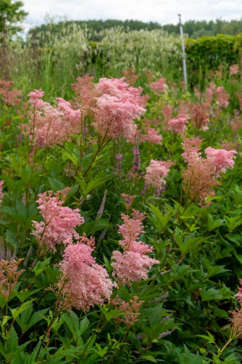 Filipendula Venusta 1 stykk