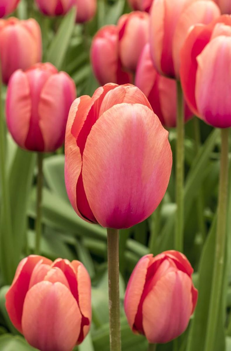 Tulipan Apricot Impression 7 stykk 