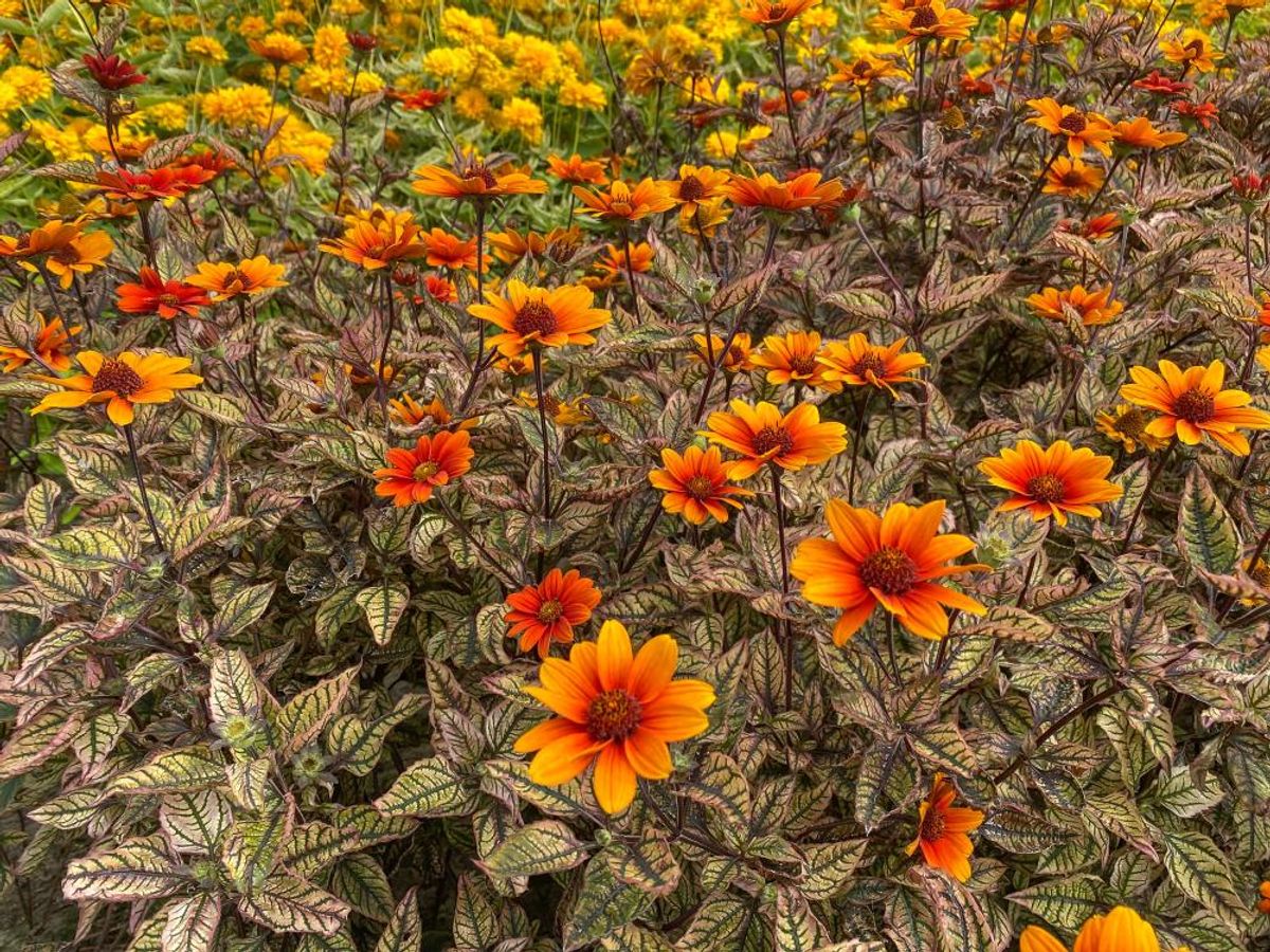 Heliopsis Orange Marble Nyhet