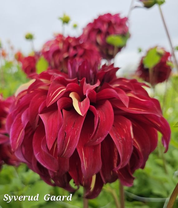 Hovedbilde Dahlia Bohemian Spartacus