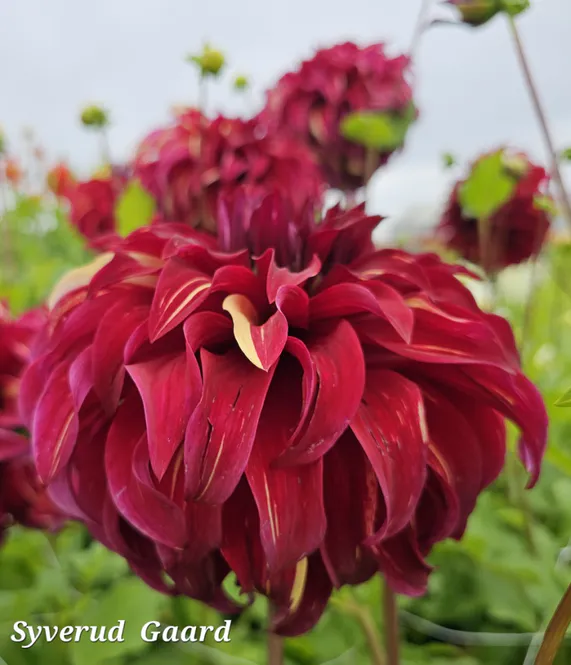 Hovedbilde Dahlia Bohemian Spartacus