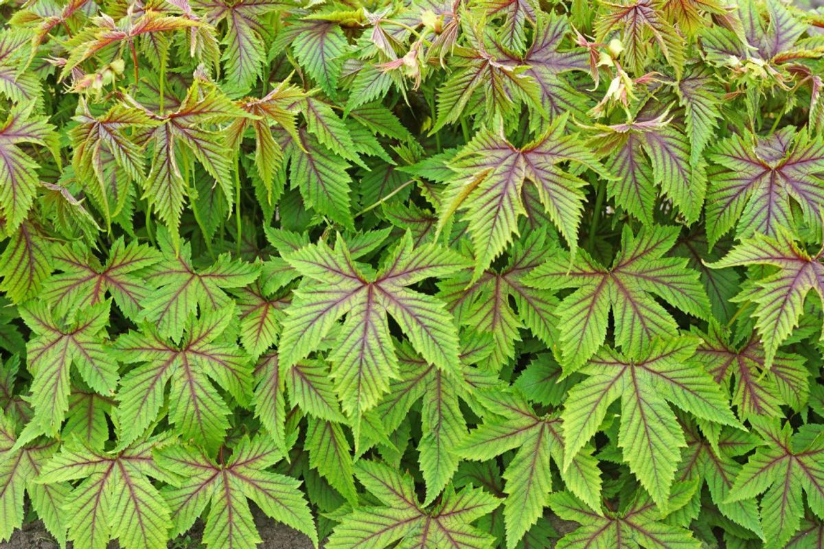 Filipendula Red Umbrellas 1 stykk 