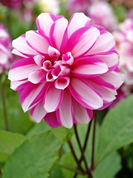 Hovedbilde Dahlia Priceless Pink
