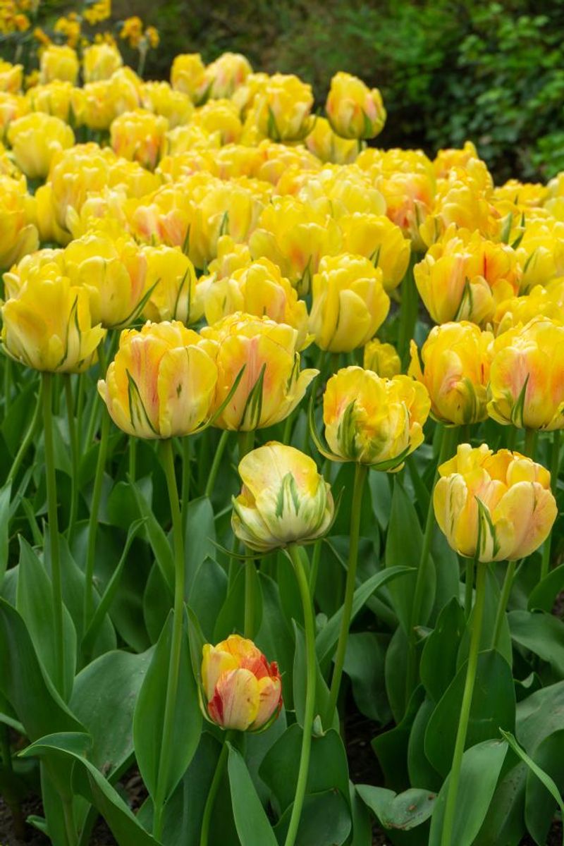 Tulipan Akebono 5stk 