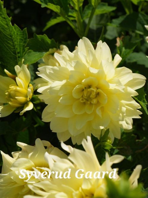 Hovedbilde Dahlia Berliner Lemon Nyhet 2027