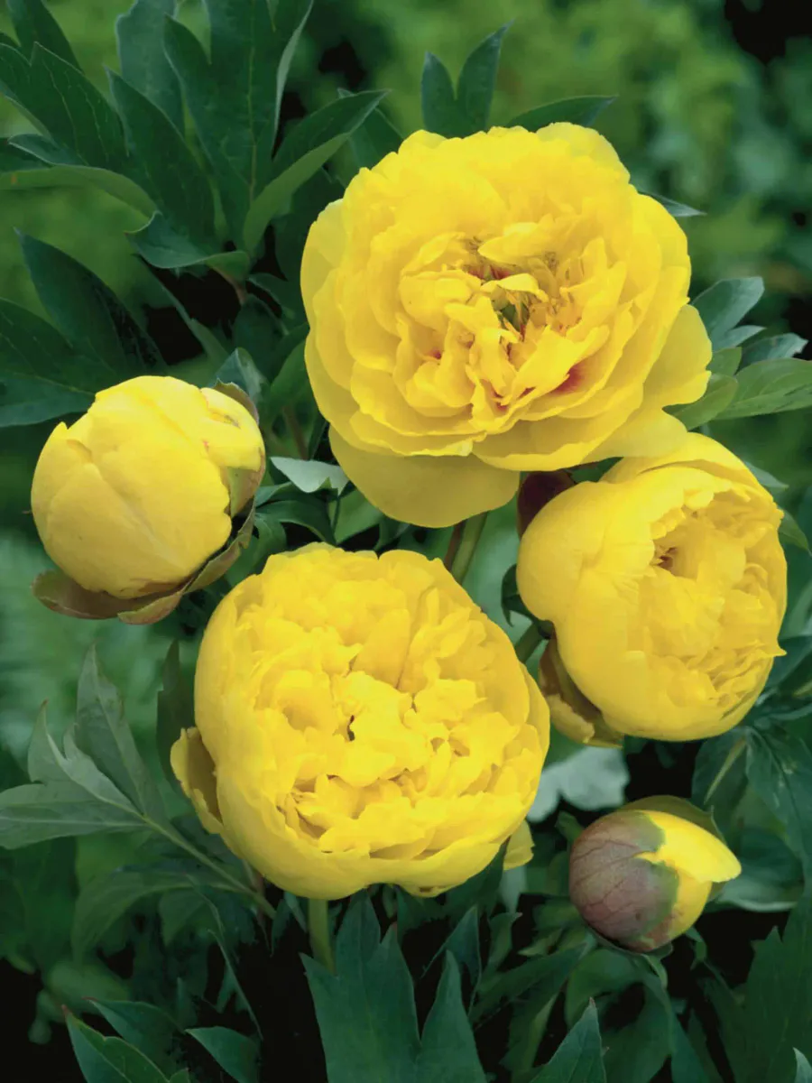 Paeonia itoh Yellow Crown Nyhet