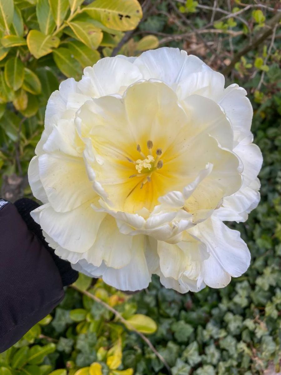 Tulipan Avant Garde 5 stykk