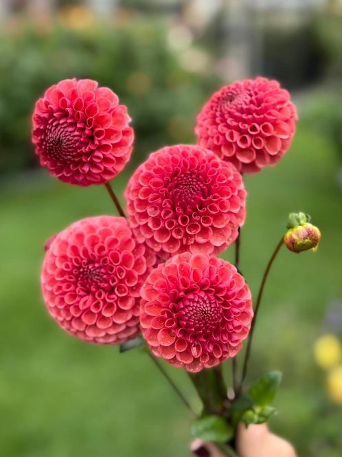 Hovedbilde Dahlia Ferncliff Rusty  Nyhet 2027