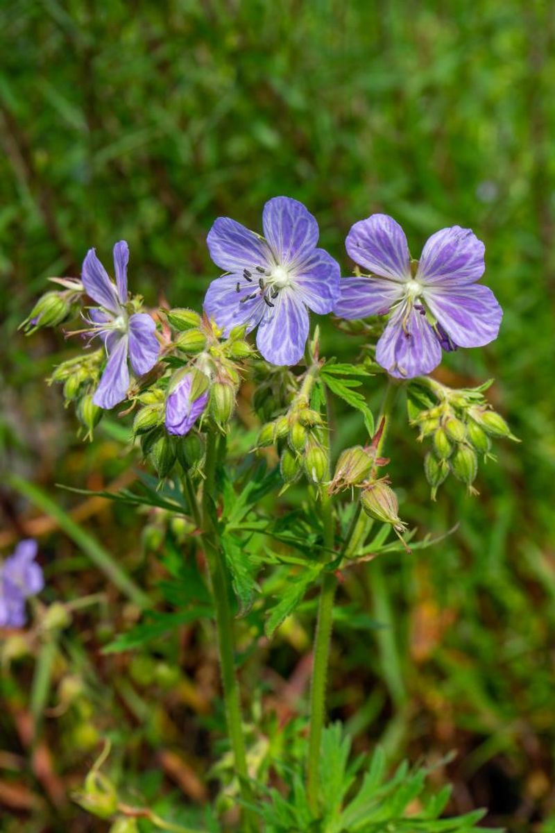 Geranium Pratense Mrs Kendall Clark 
