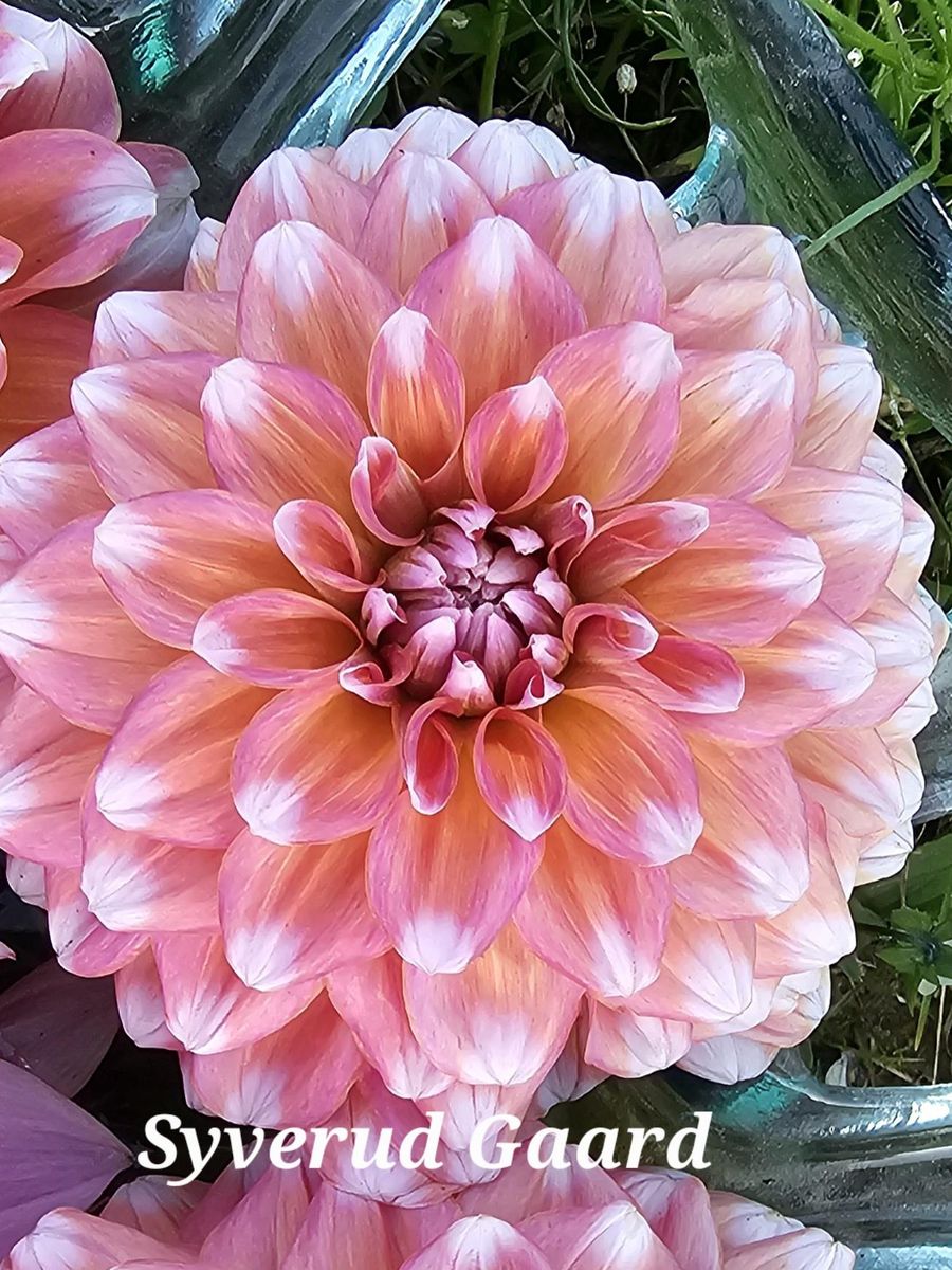 Dahlia Trustfull 