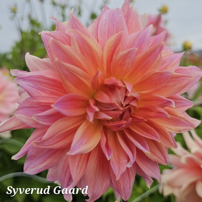 Hovedbilde Dahlia Fairway Spur 