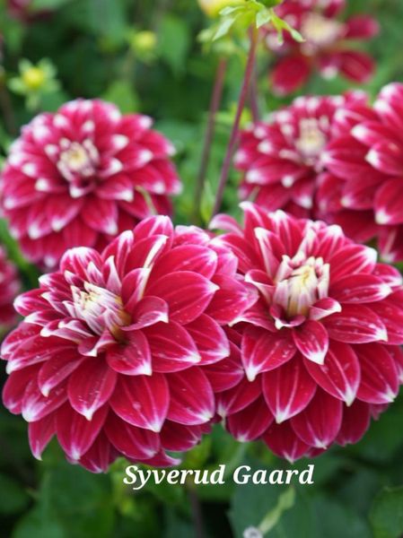 Hovedbilde Dahlia Red Rock Nyhet 2026