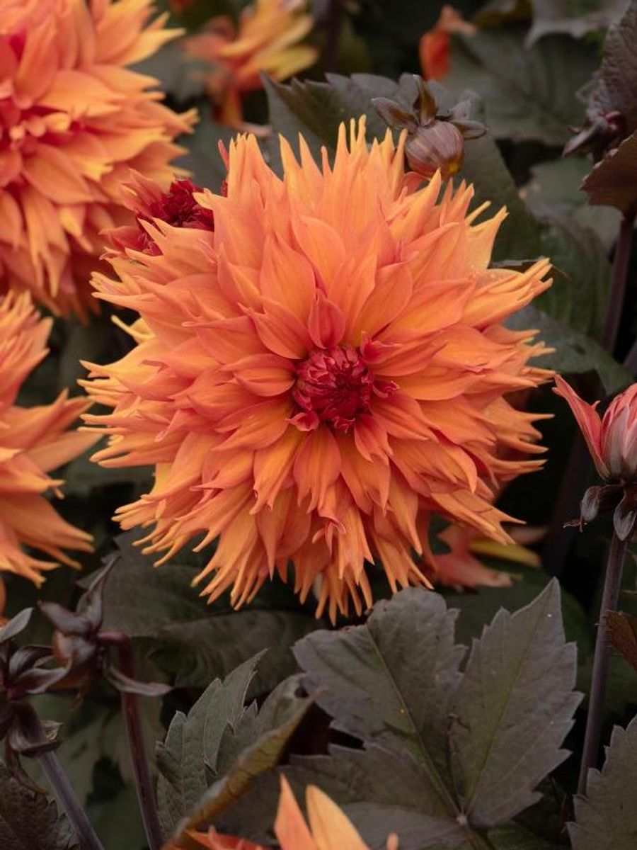 Dahlia Candlelight Fiery Thorn Nyhet 2026