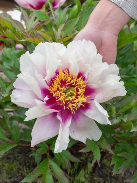 Hovedbilde Paeonia Itoh Cora Louise 