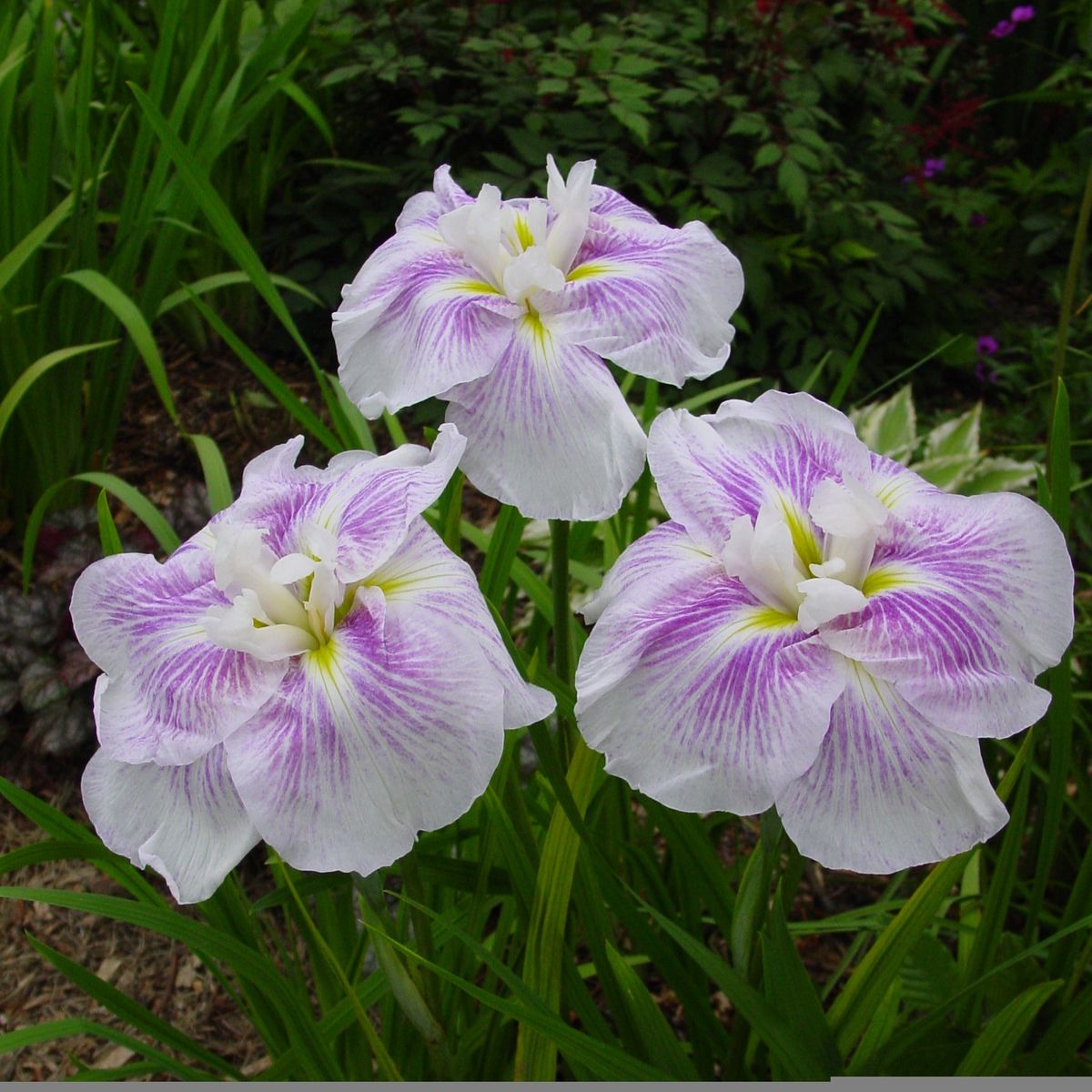 Iris Ensata Kogesho 1stykk Nyhet 