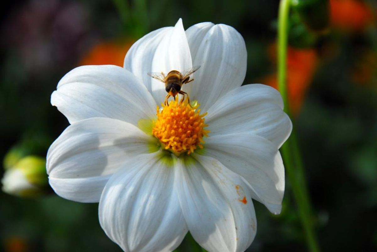 Dahlia Sneezy  Nyhet 2026