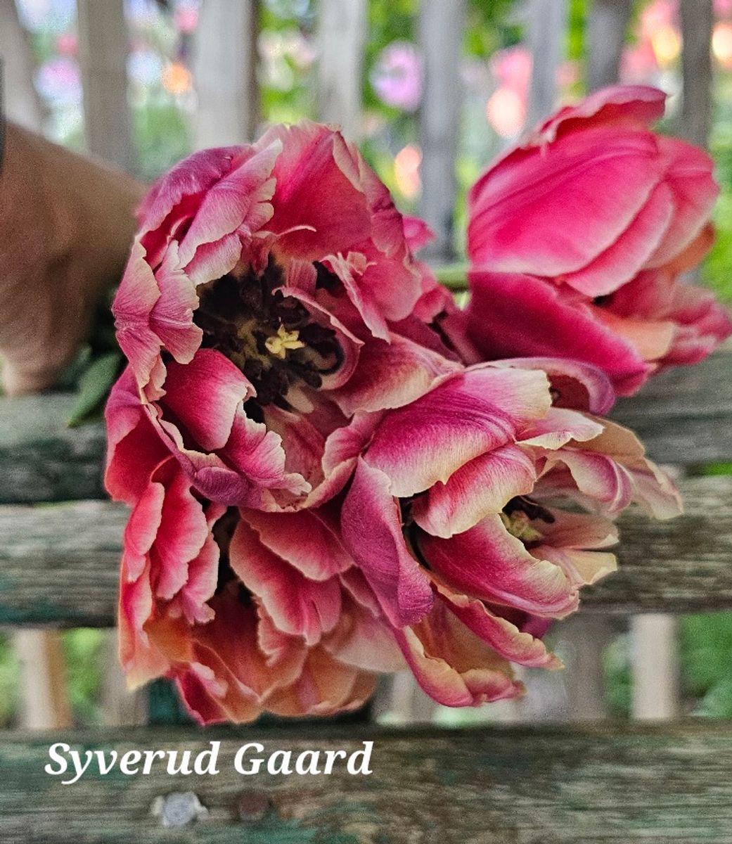 Tulipan Verona Sunrise 5 stykk  