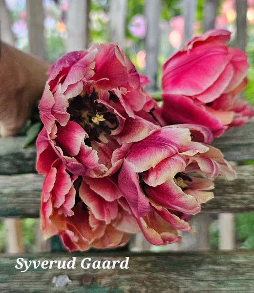 Hovedbilde Tulipan Verona Sunrise 5 stykk  