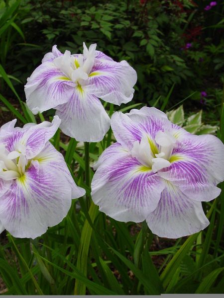 Hovedbilde Iris Ensata Kogesho 