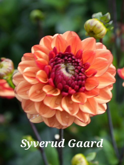 Hovedbilde Dahlia Glossy Miraza Nyhet 2027