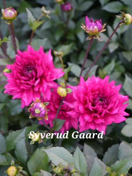 Hovedbilde Dahlia Fuchia Charm Nyhet 2026