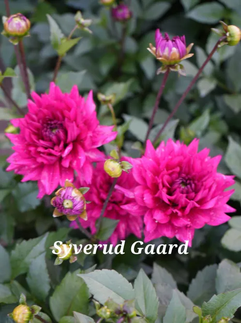 Hovedbilde Dahlia Fuschia Charm 
