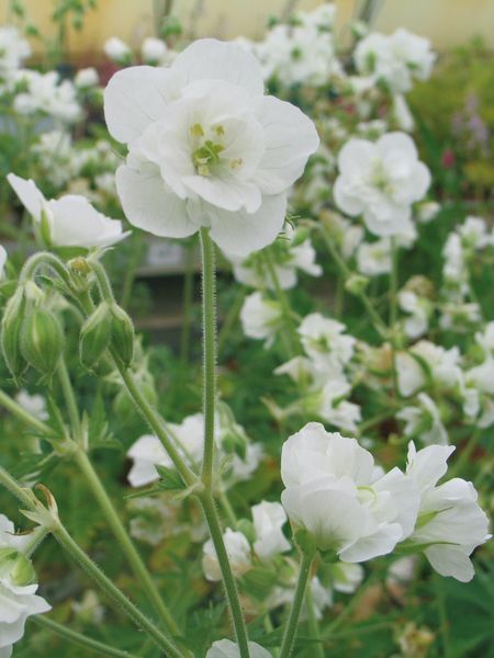 Hovedbilde Geranium Pratense Laura 1 stykk  Nyhet 
