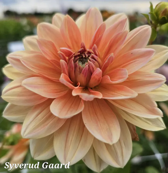Hovedbilde Dahlia Apricot Desire 